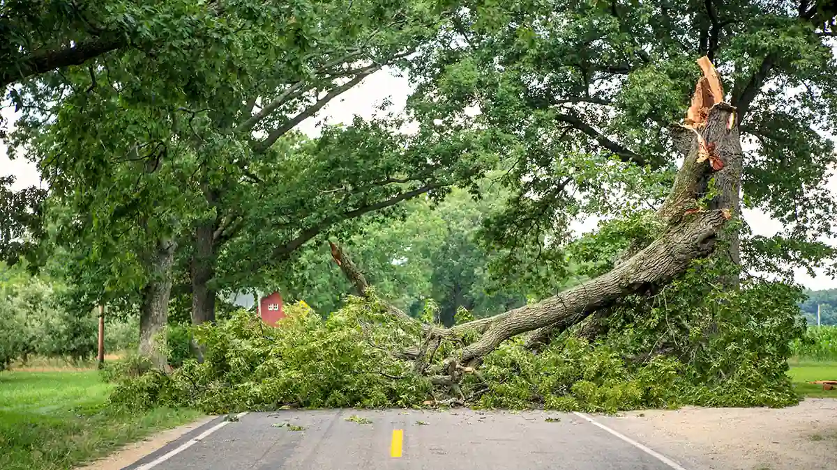 Improving Online Visibility for Hazardous Tree Identification Services