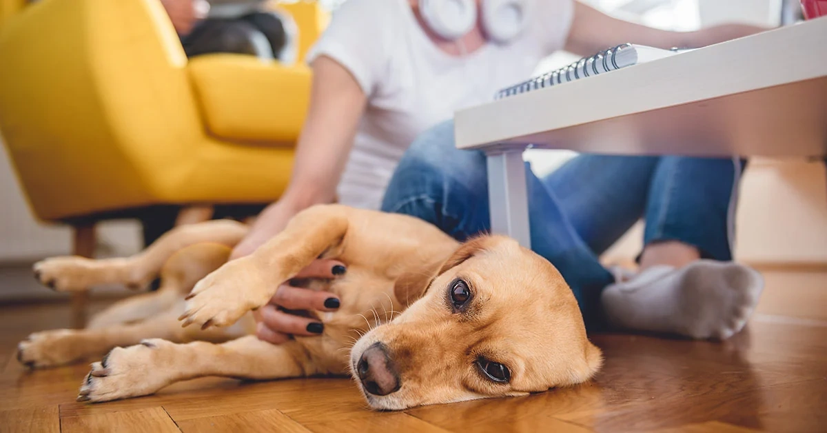 Boost Your Pet Care Business Why SEO Is Key to Growing At-Home Vet Services