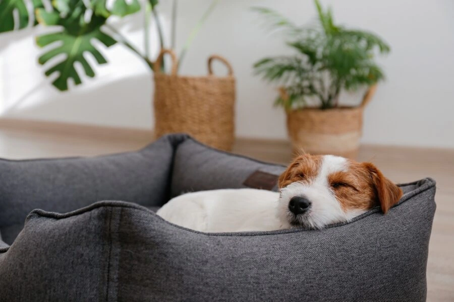 How to Personalize Dog Products for Maximum Engagement