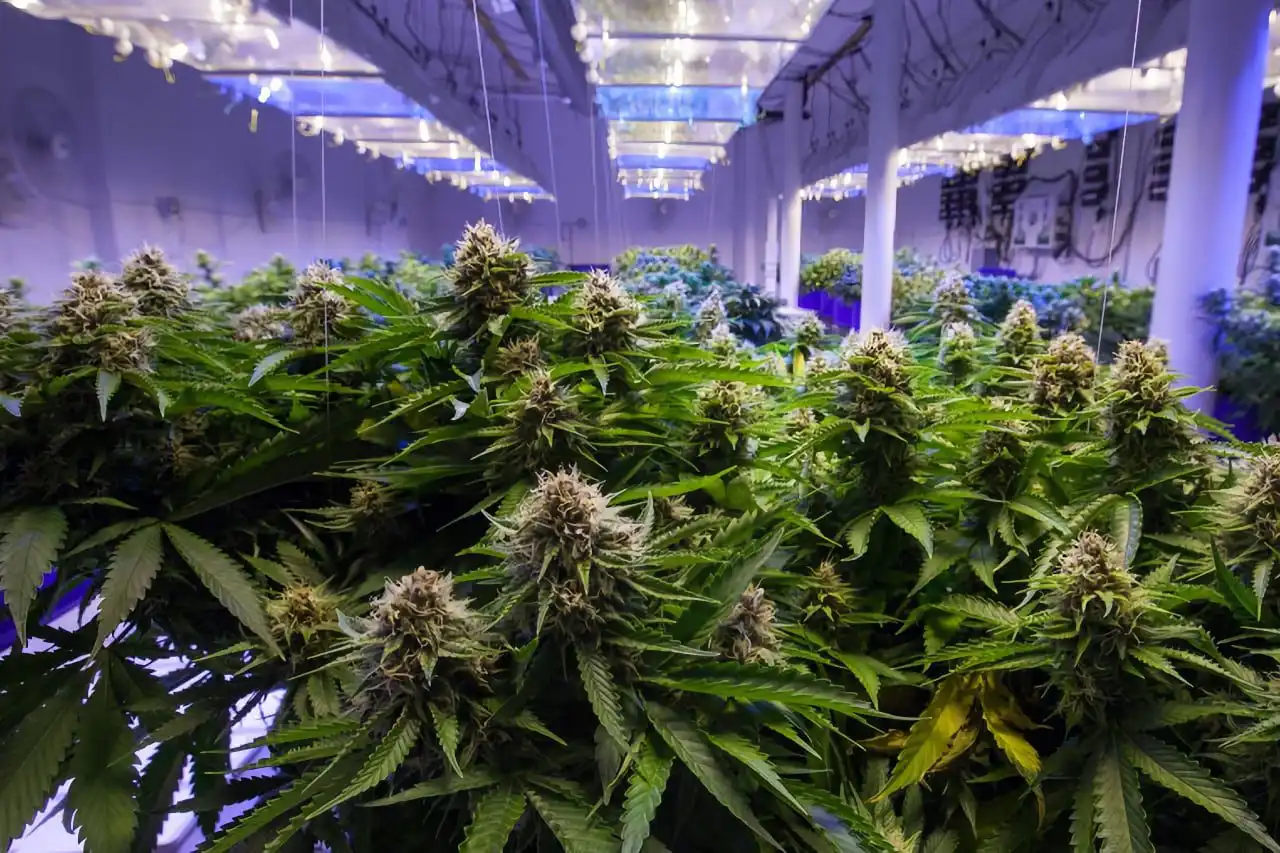 Choosing CBD Wholesale Suppliers Wisely