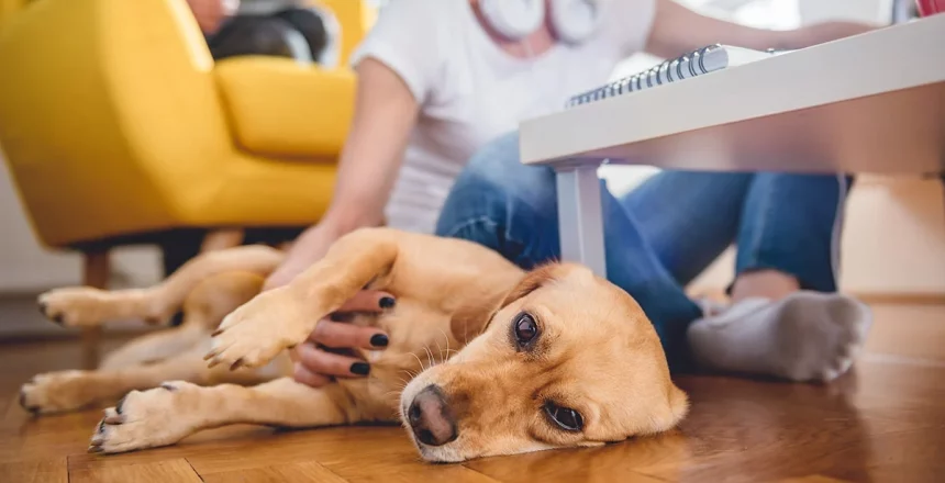 Boost Your Pet Care Business Why SEO Is Key to Growing At-Home Vet Services