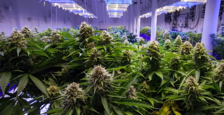 Choosing CBD Wholesale Suppliers Wisely