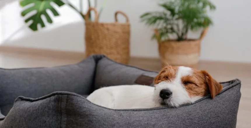 How to Personalize Dog Products for Maximum Engagement