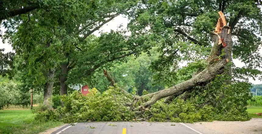 Improving Online Visibility for Hazardous Tree Identification Services