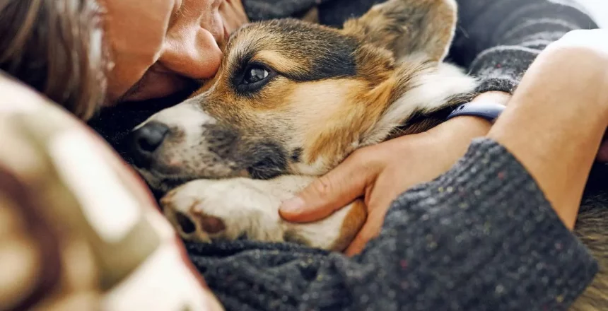 Improving Pet End-Of-Life Care Business Through Digital Marketing
